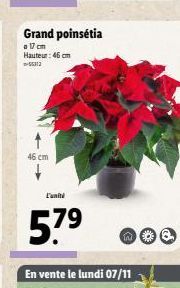 Grand poinsetia  o 17 cm Hauteur: 46 cm 55312  46 cm  57⁹ 