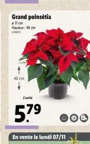 grand poinsetia  o 17 cm hauteur: 46 cm 55312  46 cm  57⁹ 