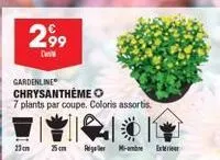2,⁹9  dan  11mm  gardenline chrysantheme  7 plants par coupe. coloris assortis  sin regler -  exteri 