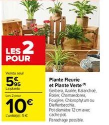 LES 2  POUR  Vendu seul  595  La plante Les 2 pour  10€  L'une: 5€  Plante Fleurie et Plante Verte (  Gerbera, Azalée, Kalanchoe. Rosier, Chamaedorea, Fougère, Chlorophytum ou Dieffenbacchia  Pot diam