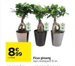 ficus ginseng 