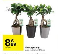 ficus ginseng 