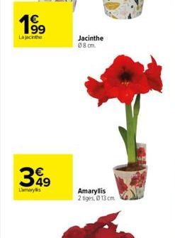 €  1⁹⁹9  Lajacinthe  63  349  Lamarylis  Jacinthe 08 cm.  Amaryllis 2 tiges, Ⓒ13 cm 