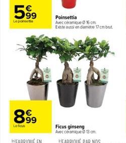 599  Le poinsettia  63  899  Leficus  Poinsettia Avec céramique 16 cm Existe aussi en diamètre 17 cm brut  -10  Ficus ginseng Avec céramique 13 cm. 