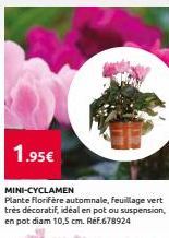 1.95€  MINI-CYCLAMEN  Plante florifere automnale, feuillage vert très décoratif, idéal en pot ou suspension, en pot diam 10,5 cm. Ref.678924  
