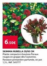 6.50€  SKIMMIA RUBELLA 35/45 CM Plante compacte à boutons floraux rouges en grappe dès l'automne, Floraison printanière parfumée, en pot 1,5 L. Ref. 545777 