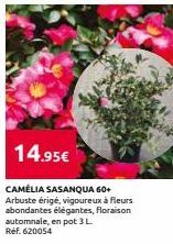 14.95€  CAMÉLIA SASANQUA 60+  Arbuste érigé, vigoureux à fleurs abondantes élégantes, floraison automnale, en pot 3 L Ref. 620054 