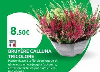 8.50€  BRUYÈRE CALLUNA TRICOLORE  Plante vivace à la floraison longue et généreuse en été jusqu'à l'automne, entretien facile, en pot diam 23 cm. Réf. 620057  