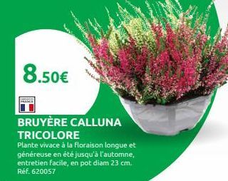 8.50€  BRUYÈRE CALLUNA TRICOLORE  Plante vivace à la floraison longue et généreuse en été jusqu'à l'automne, entretien facile, en pot diam 23 cm. Réf. 620057  