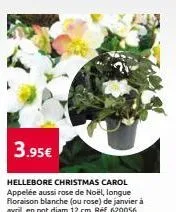 hellebore christmas carol appelée aussi rose de noël, longue floraison blanche (ou rose) de janvier à avril, en pot diam 12 cm. réf. 620056 