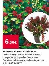 6.50€  SKIMMIA RUBELLA 35/45 CM Plante compacte à boutons floraux rouges en grappe dès l'automne, Floraison printanière parfumée, en pot 1,5 L. Ref. 545777 