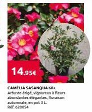 14.95€  CAMÉLIA SASANQUA 60+  Arbuste érigé, vigoureux à fleurs abondantes élégantes, floraison automnale, en pot 3 L Ref. 620054 