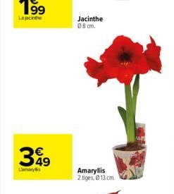 349  Lamarylis  Jacinthe 08 cm.  Amaryllis 2 tiges, Ⓒ13 cm 