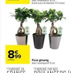 ficus ginseng 