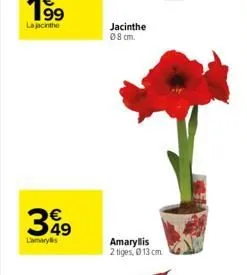 349  lamarylis  jacinthe 08 cm.  amaryllis 2 tiges, ⓒ13 cm 