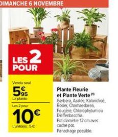 LES 2  POUR  Vendu seul  595  La plante Les 2 pour  10€  L'une: 5€  Plante Fleurie et Plante Verte (  Gerbera, Azalée, Kalanchoe. Rosier, Chamaedorea, Fougère, Chlorophytum ou Dieffenbacchia  Pot diam