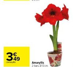 349  Lamarylis  Amaryllis 2 tiges, Ⓒ13 cm 