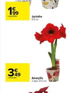 €  1⁹⁹9  Lajacinthe  63  349  Lamarylis  Jacinthe 08 cm.  Amaryllis 2 tiges, Ⓒ13 cm 