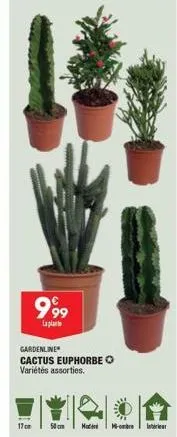 cactus 3m