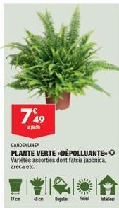 7%9  la pla  GARDENLINE  PLANTE VERTE DEPOLLUANTE O  Variétés assorties dont fatsia japonica, areca etc.  17 cm  Regulier Soleil intérieur 