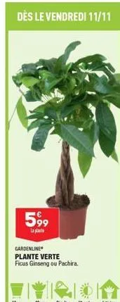 dès le vendredi 11/11  599  la plat  gardenline  plante verte  ficus ginseng ou pachira. 