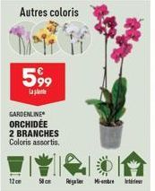 Autres coloris  599  la  GARDENLINE ORCHIDÉE 2 BRANCHES Coloris assortis.  12cm  Regal Mi-bre 