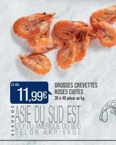 LENG  GROSSES CREVETTES ROSES CUITES 30 à 40 pièces au kg  11,99€ ASIE DU SUD EST  ET/OU AMERIQUE DU SUD SELON ARRIVAGE 