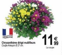 NAISE  Chrysanthème dirigé multifleurs Coupe Arlequin 27 cm.  11%  La coupe 