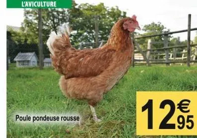 l'aviculture  poule pondeuse rousse  €  12%  95  