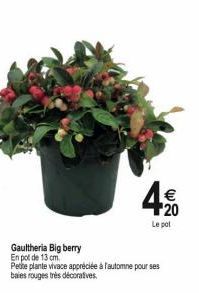 Gaultheria Big berry  En pot de 13 cm.  €  20  Le pot  Pethe plante vivace appréciée à l'automne pour ses  baies rouges très décoratives. 