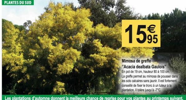 PLANTES DU SUD  1595  Mimosa de greffe "Acacia dealbata Gaulois" En pot de 19 cm, hauteur 80 à 100 cm. La greffe permet au mimosa de pousser dans les sols calcaires sans jaunir. Il est fortement conse