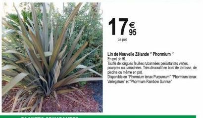 17%  95  Le pot  Lin de Nouvelle Zélande "Phormium" En pot de 5L  Toufle de longues feuilles rubannées persistantes vertes pourpres ou panachées. Très décoratif en bord de terrasse, de piscine ou même