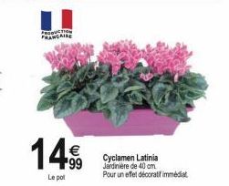 Tro  FRANCAIRE  Cyclamen Latinia Jardiniere de 40 cm.  Pour un effet décoratif immédiat 