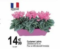tro  francaire  cyclamen latinia jardiniere de 40 cm.  pour un effet décoratif immédiat 