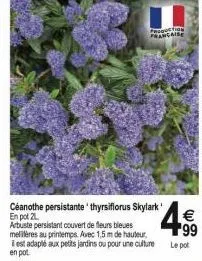 francaise  céanothe persistante 'thyrsiflorus skylark en pot 21  arbuste persistant couvert de fleurs bleues melières au printemps. avec 1,5 m de hauteur, il est adapté aux petits jardins ou pour une 