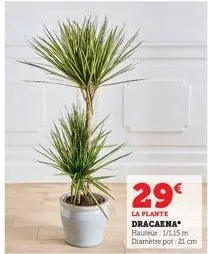 29€  la plante dracaena* hauteur 1/1,15 m diamètre pot: 21 cm 