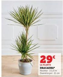 29€  LA PLANTE DRACAENA* Hauteur 1/1,15 m Diamètre pot: 21 cm 