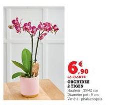 6,90  LA PLANTE ORCHIDEE 2 TIGES Hauteur: 35/42 cm Diamètre pot: 9 cm Variété phalaenopsis 