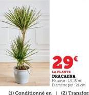 29€  LA PLANTE DRACAENA Hauteur 1/1,15 m Diamètre pot: 21 cm 