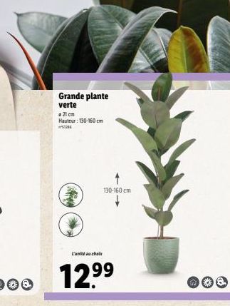 Grande plante  verte  o 21 cm  Hauteur: 130-160 cm  L'unité au choix  12.⁹⁹  130-160 cm  in 