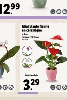 Mini plante fleurie en céramique 06cm Hauteur: 20-26 cm  L'unité au choix  3.2⁹  in 