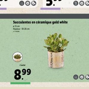 L'unité  8.⁹⁹  Succulentes en céramique gold white  13 cm  Hauteur: 18-28 cm 1700  n 