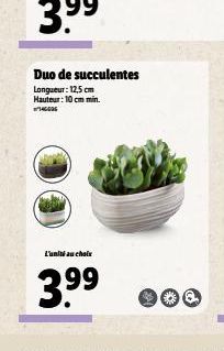 Duo de succulentes Longueur: 12,5 cm Hauteur: 10 cm min. 146006  L'unité au choix  3.9⁹9⁹ 