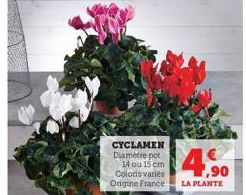 CYCLAMEN Diamètre pot  14 ou 15 cm Coloris varies Origine France  4.90  €  LA PLANTE 