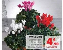 cyclamen diamètre pot  14 ou 15 cm coloris varies origine france  4.90  €  la plante 