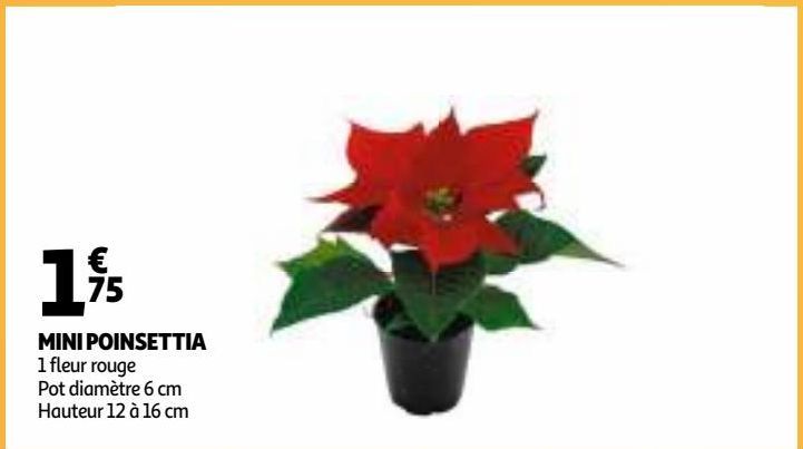 MINI POINSETTIA