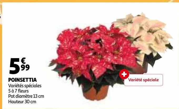 poinsettia