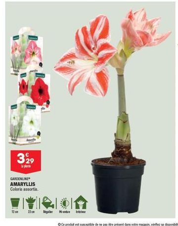 329  La plate  GARDENLINE AMARYLLIS Coloris assortis.  12cm  22 cm Regulier Nombre 