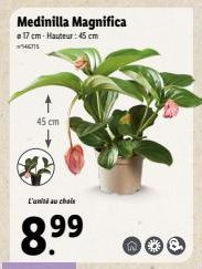 Medinilla Magnifica  17 cm-Hauteur: 45 cm  47  45 cm  L'unité au choix  8.9⁹⁹  n* 