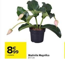 899  La plante  63  Medinilla Magnifica 017 cm 